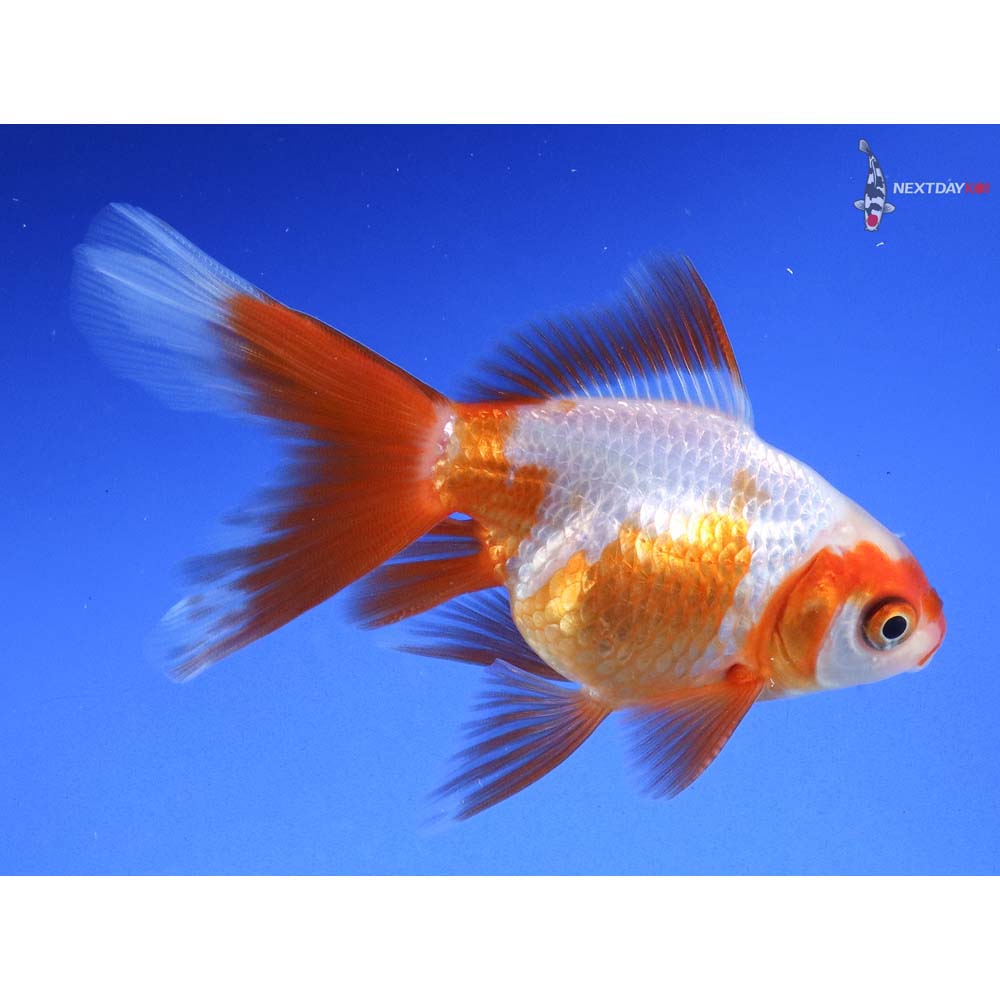4” Imported Red and White Oranda - Image 4