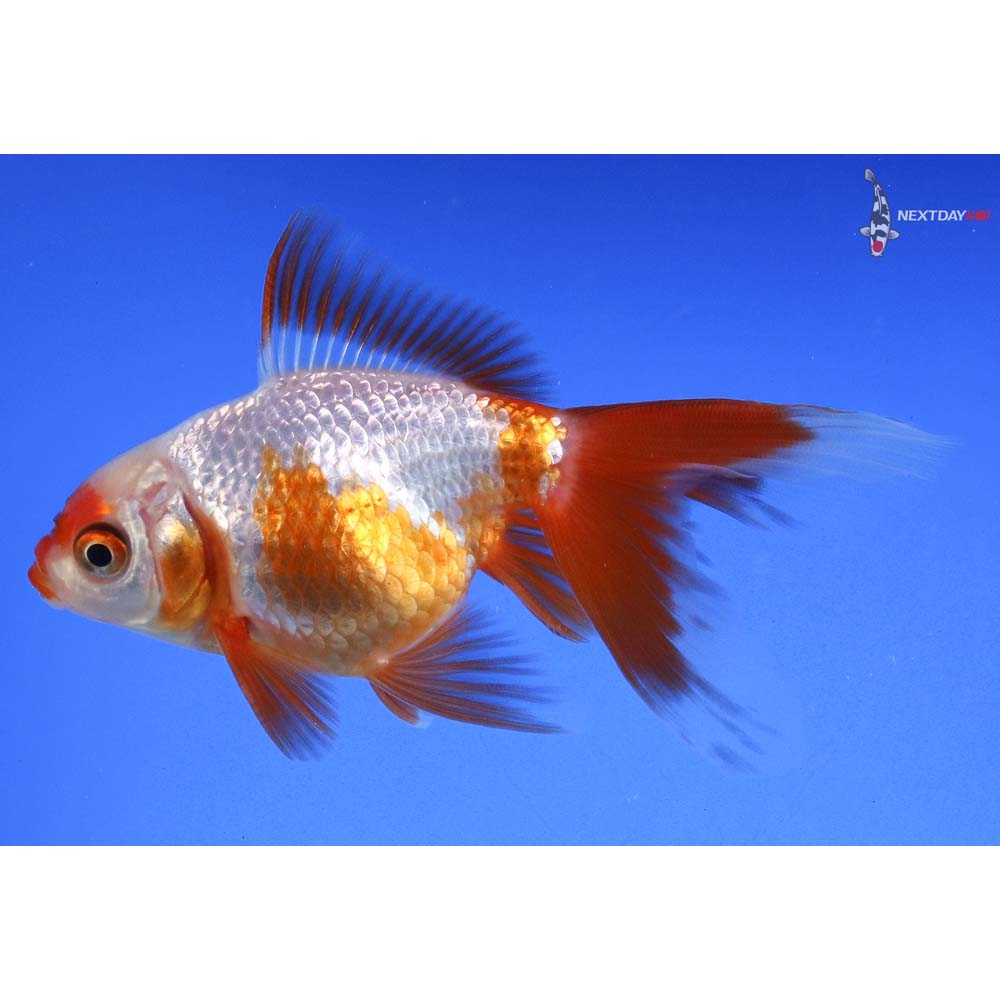 4” Imported Red and White Oranda - Image 5