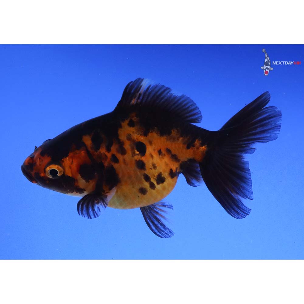 3” Imported Calico Ryukin - Image 2