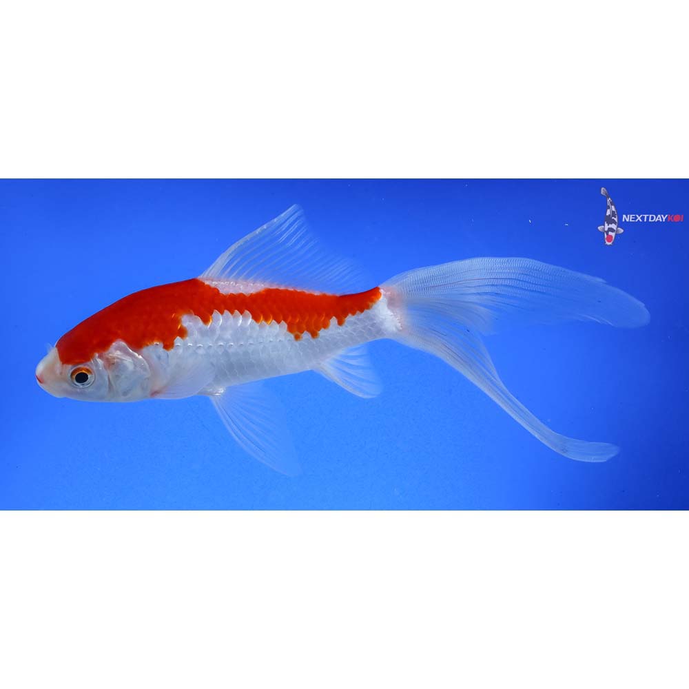 7” Sarasa Comet - Image 2