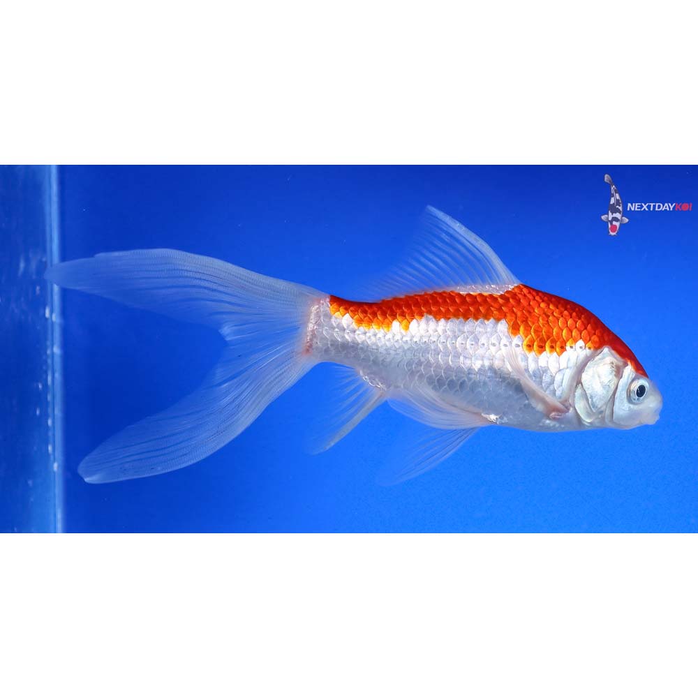 7” Sarasa Comet - Image 3