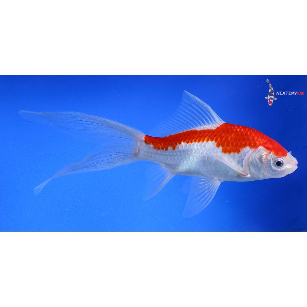 7” Sarasa Comet - Image 5