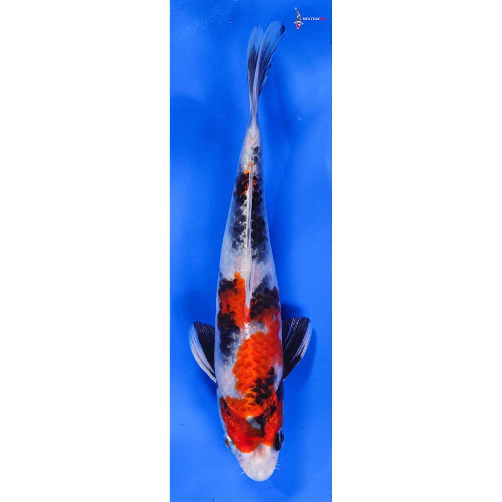 8” Imported Kin Showa | Koi Fish For Sale 8” Imported Kin Showa | Koi Fish For Sale