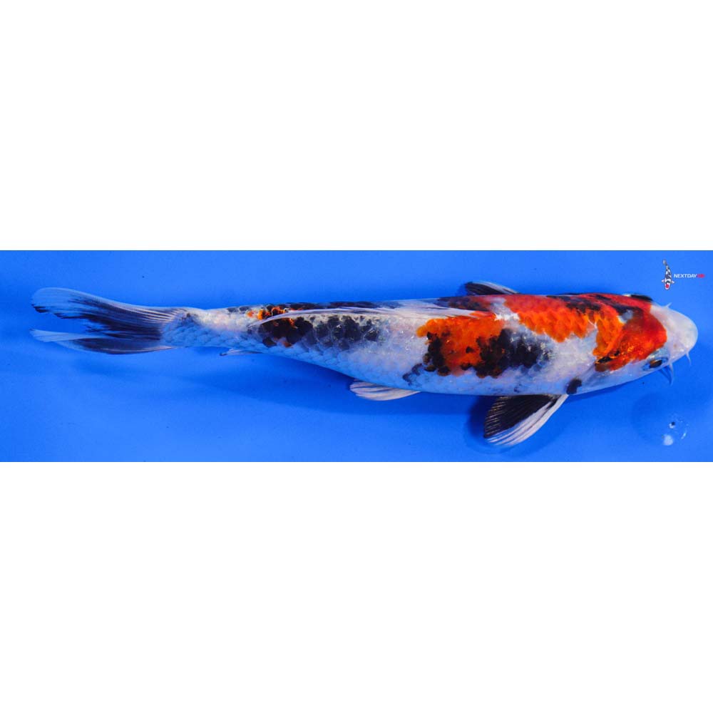 8” Imported Kin Showa | Koi Fish For Sale 8” Imported Kin Showa | Koi Fish For Sale