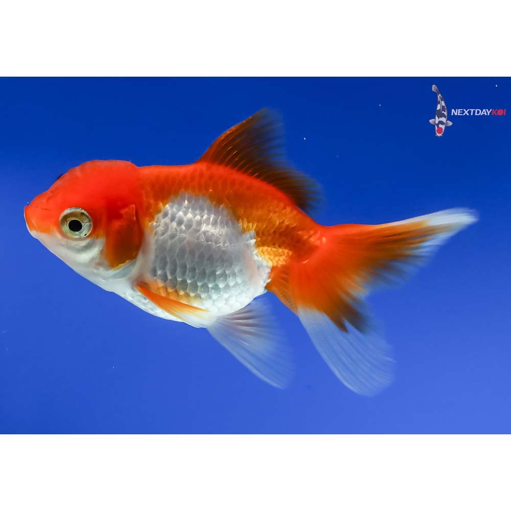 3” Imported Red and White Oranda - Image 2