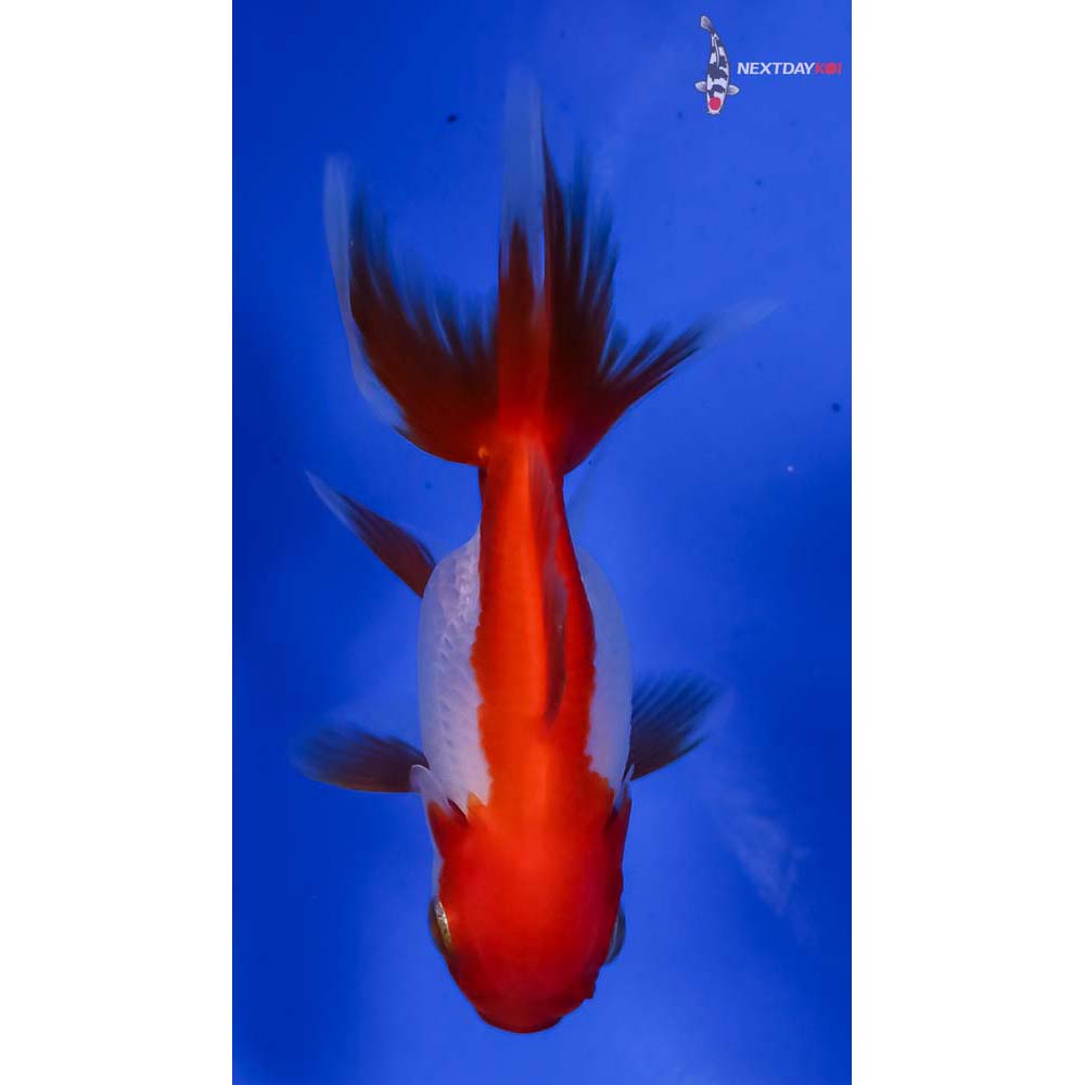 3” Imported Red and White Oranda - Image 3