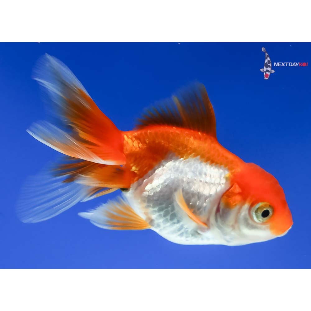 3” Imported Red and White Oranda - Image 4