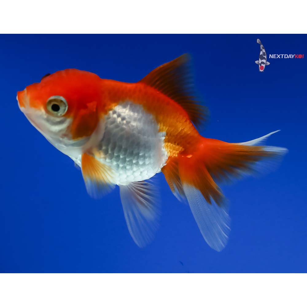 3” Imported Red and White Oranda - Image 5