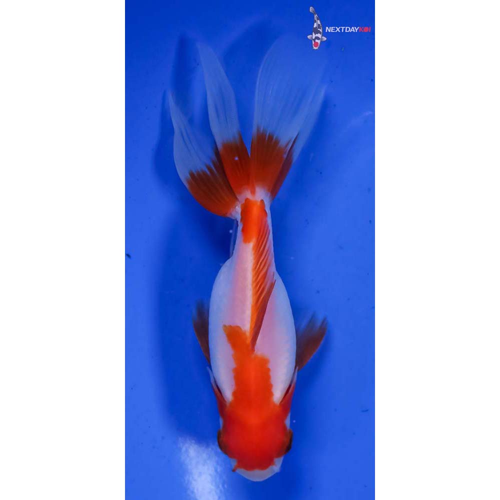 4” Imported Red and White Fantail
