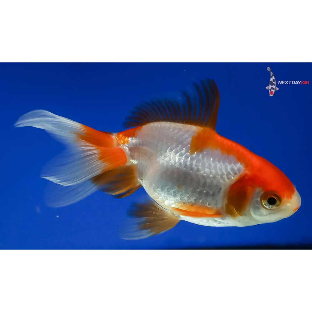 4” Imported Red and White Fantail - Image 2
