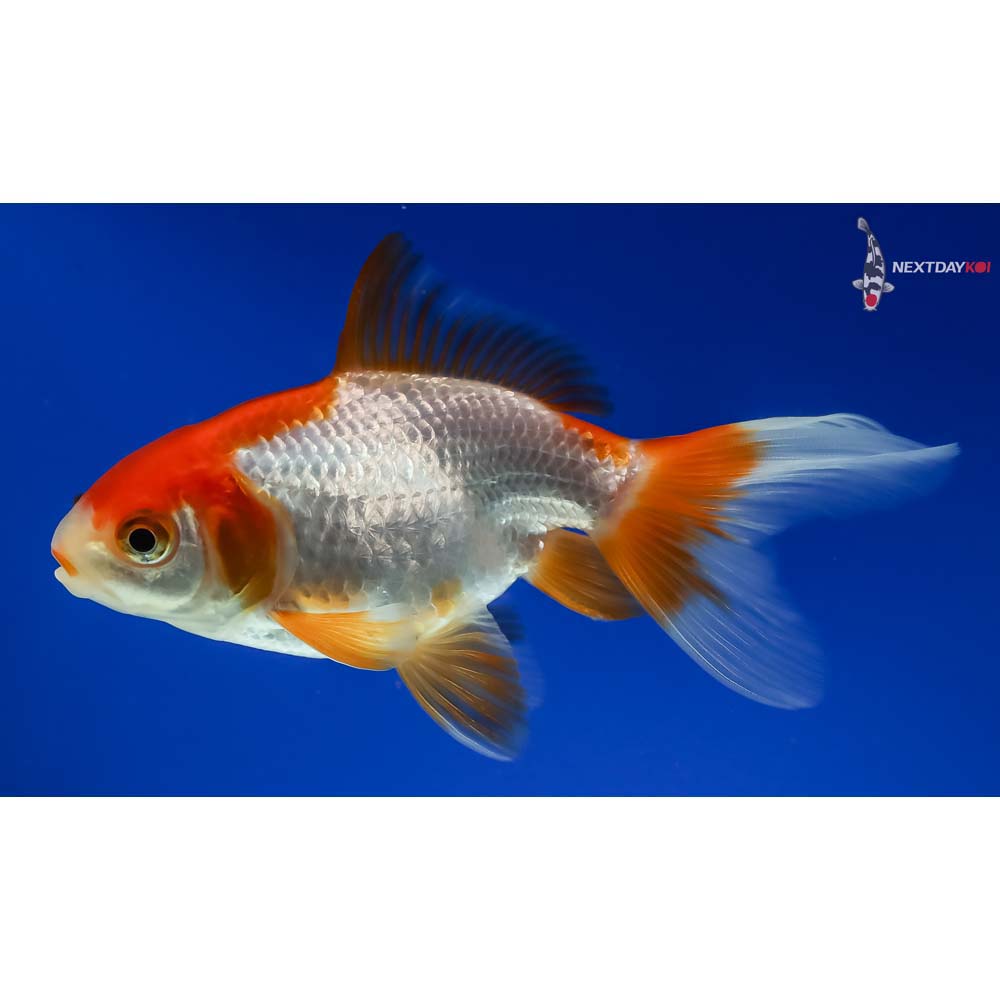 4” Imported Red and White Fantail - Image 3