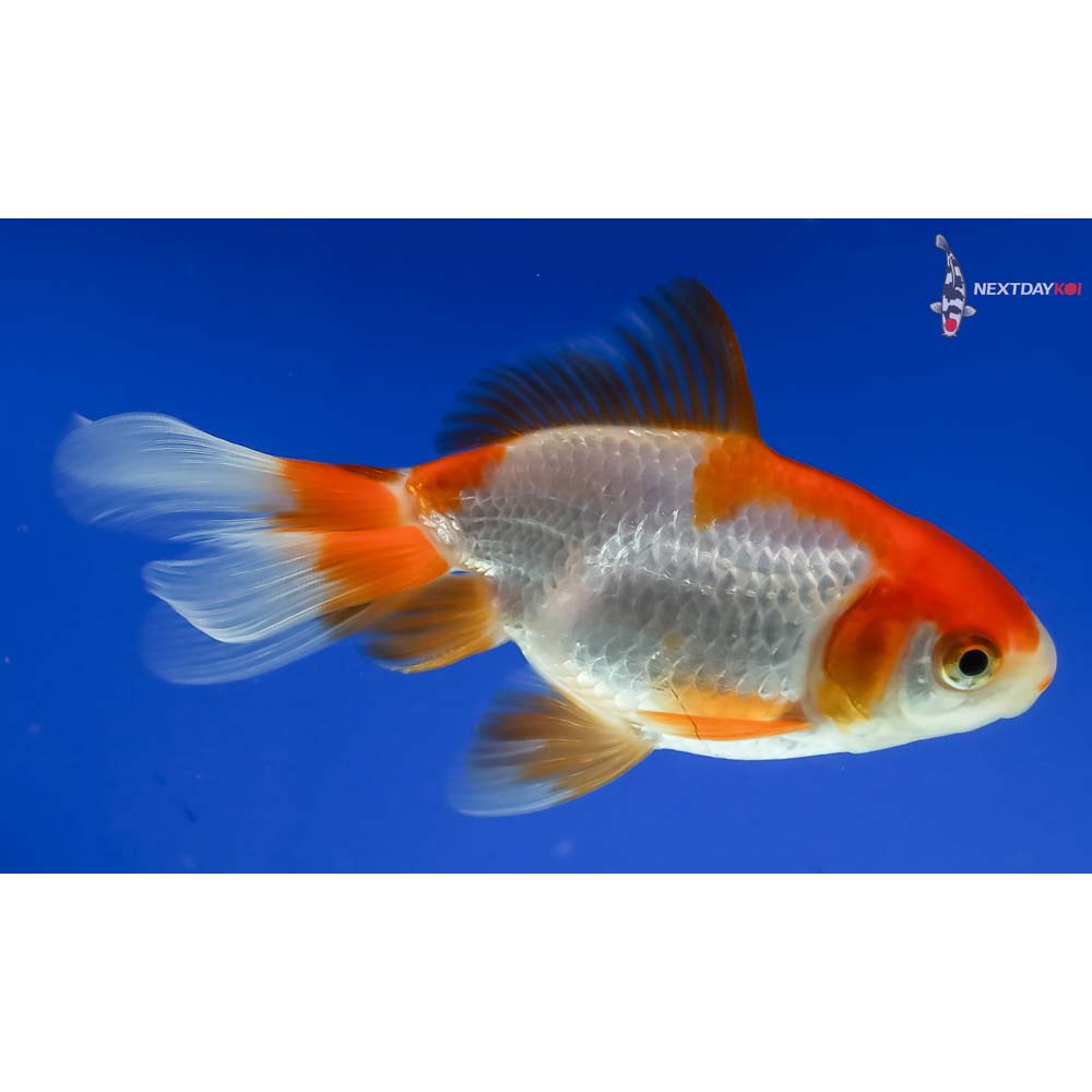 4” Imported Red and White Fantail - Image 4