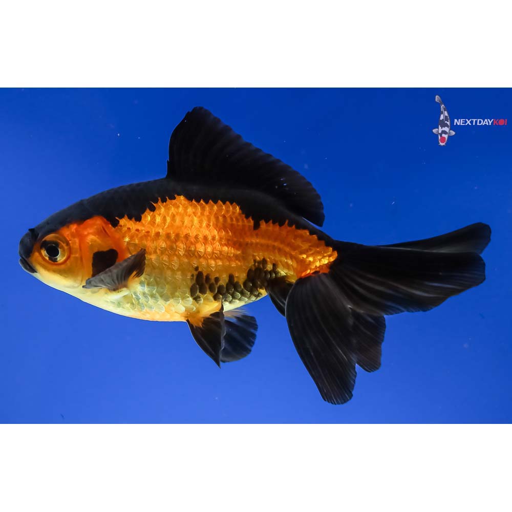 4.5” Imported Red and Black Wakin - Image 3