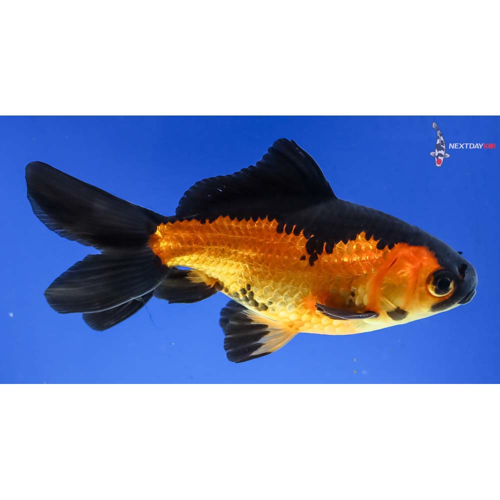 4.5” Imported Red and Black Wakin - Image 4