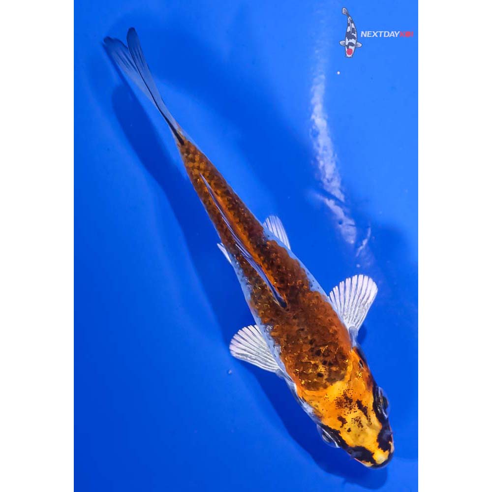 4” Imported Kujaku - Image 3