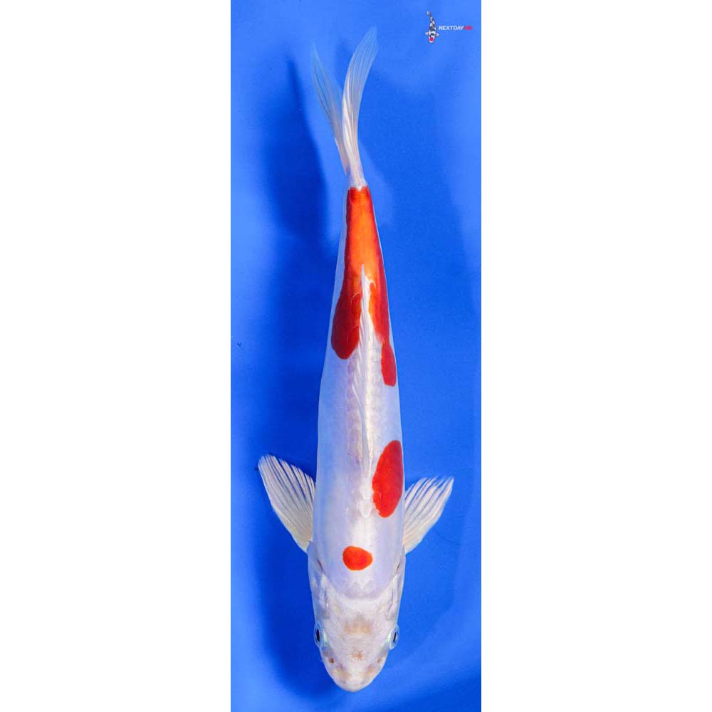 8” Imported Kikusui