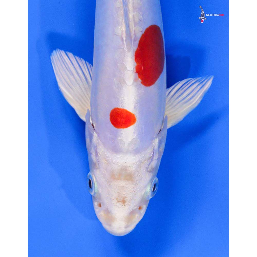 8” Imported Kikusui - Image 2