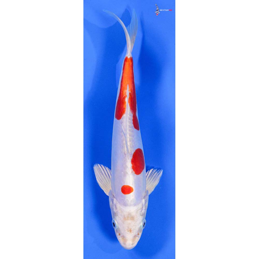 8” Imported Kikusui - Image 4