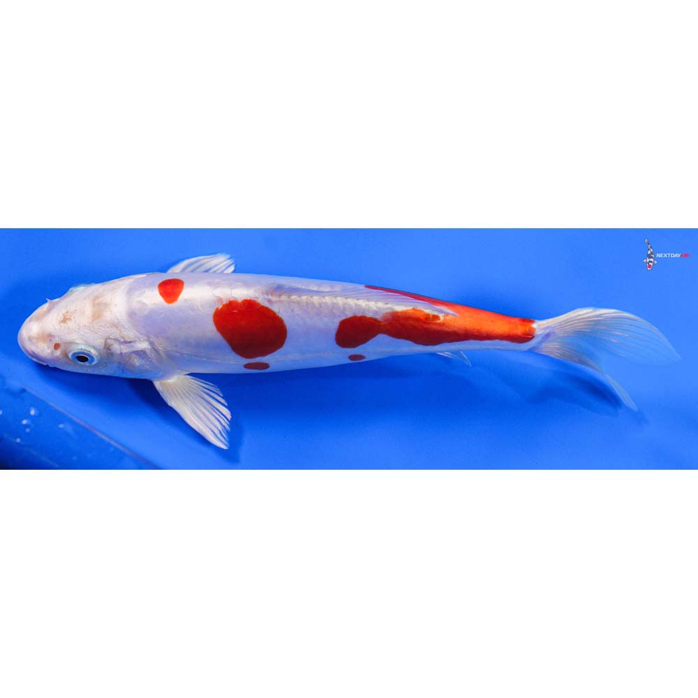 8” Imported Kikusui - Image 5