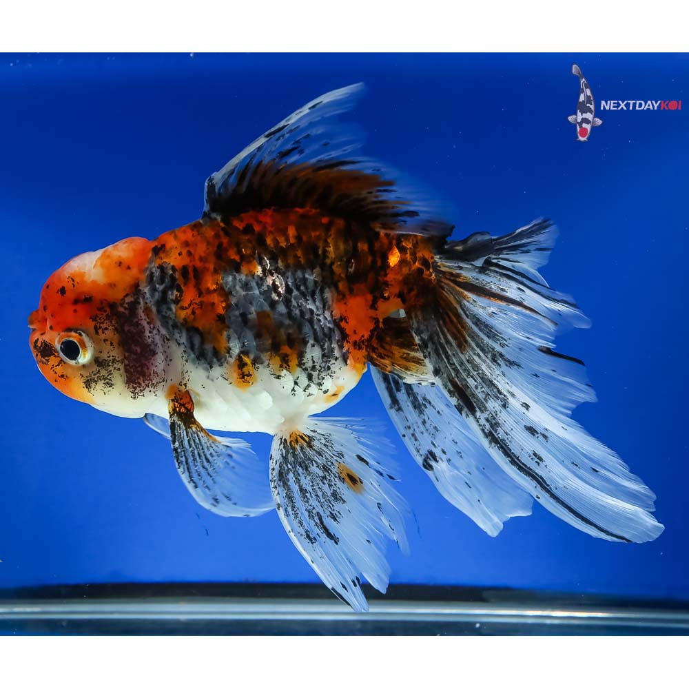7” Imported Calico Oranda - Image 2