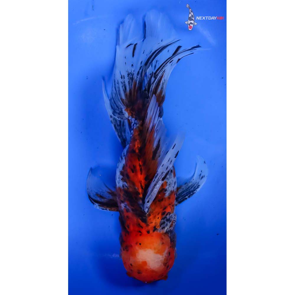 7” Imported Calico Oranda - Image 3