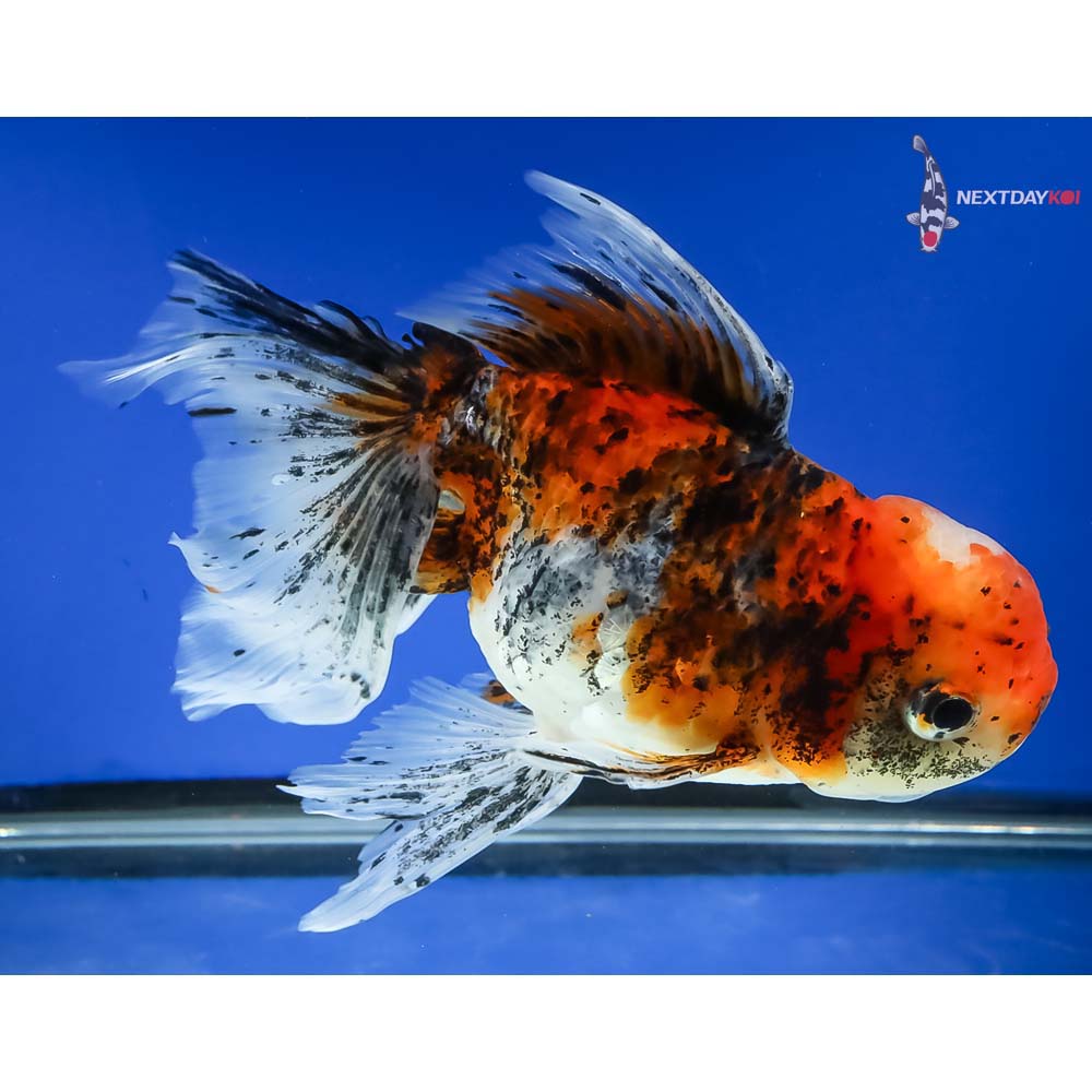 7” Imported Calico Oranda - Image 4