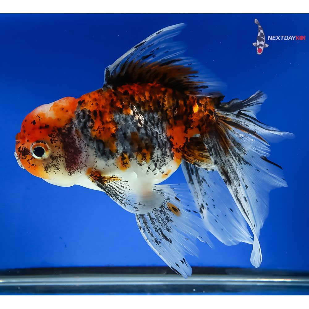 7” Imported Calico Oranda - Image 5