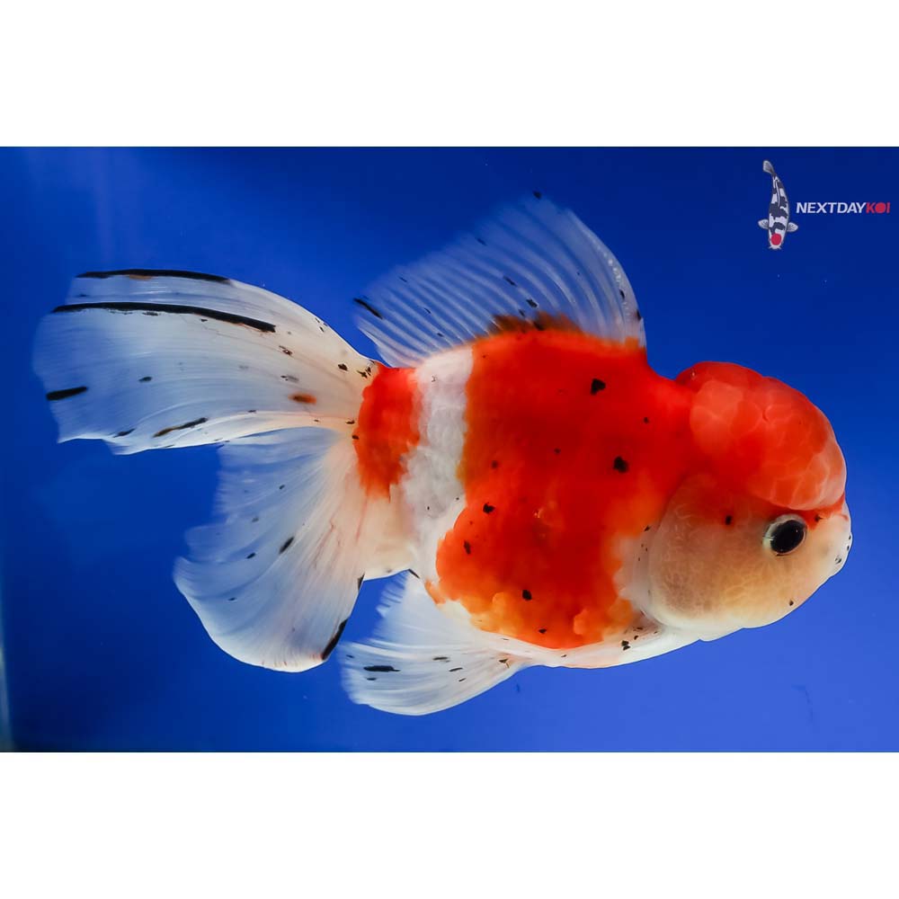 6.5” Imported Calico Oranda