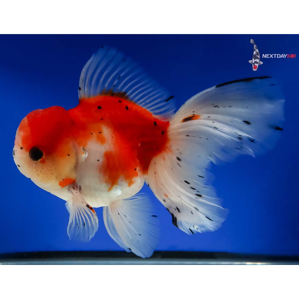 6.5” Imported Calico Oranda - Image 2