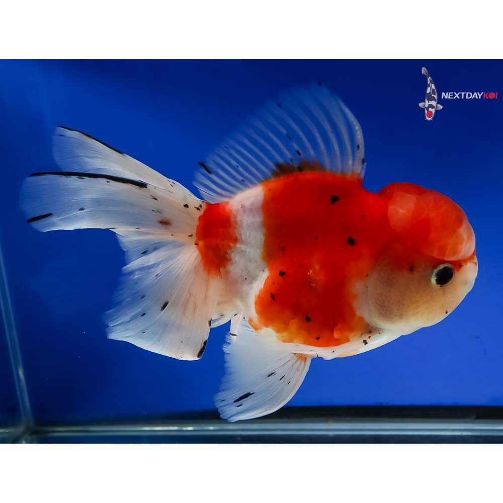 6.5” Imported Calico Oranda - Image 4