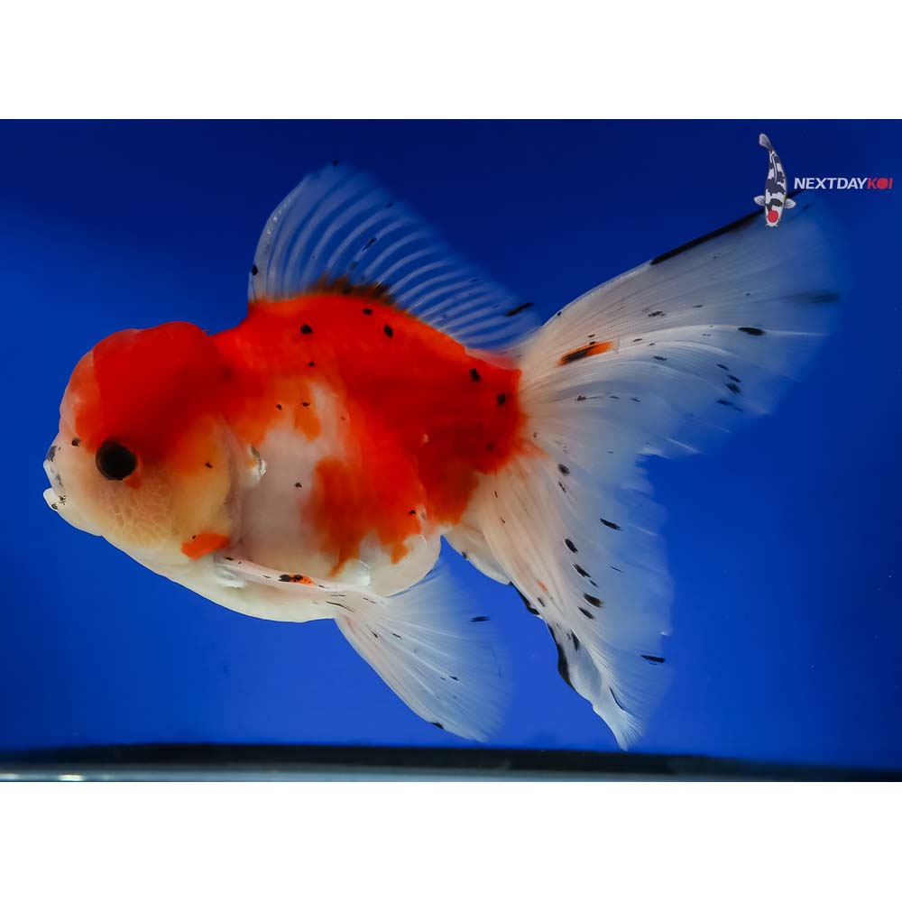 6.5” Imported Calico Oranda - Image 5