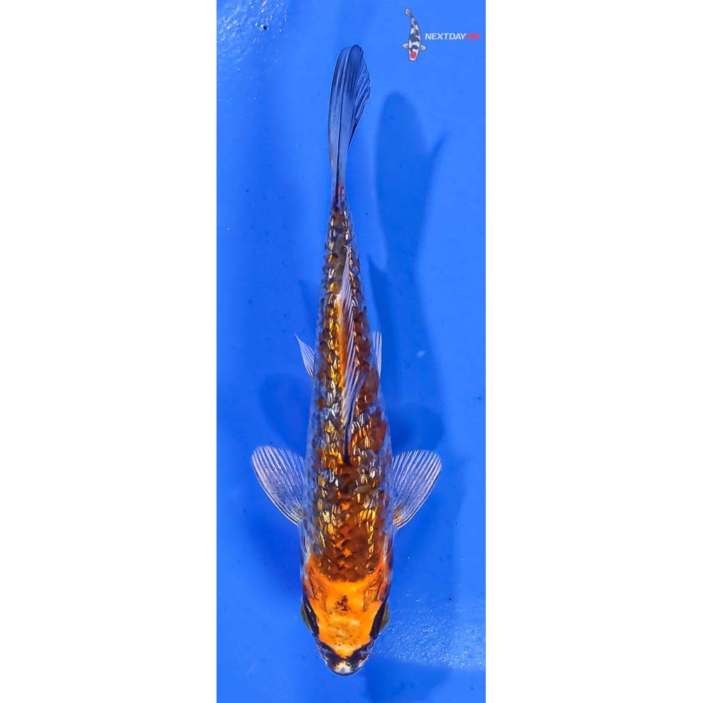 4.5” Imported Gin Rin Kujaku