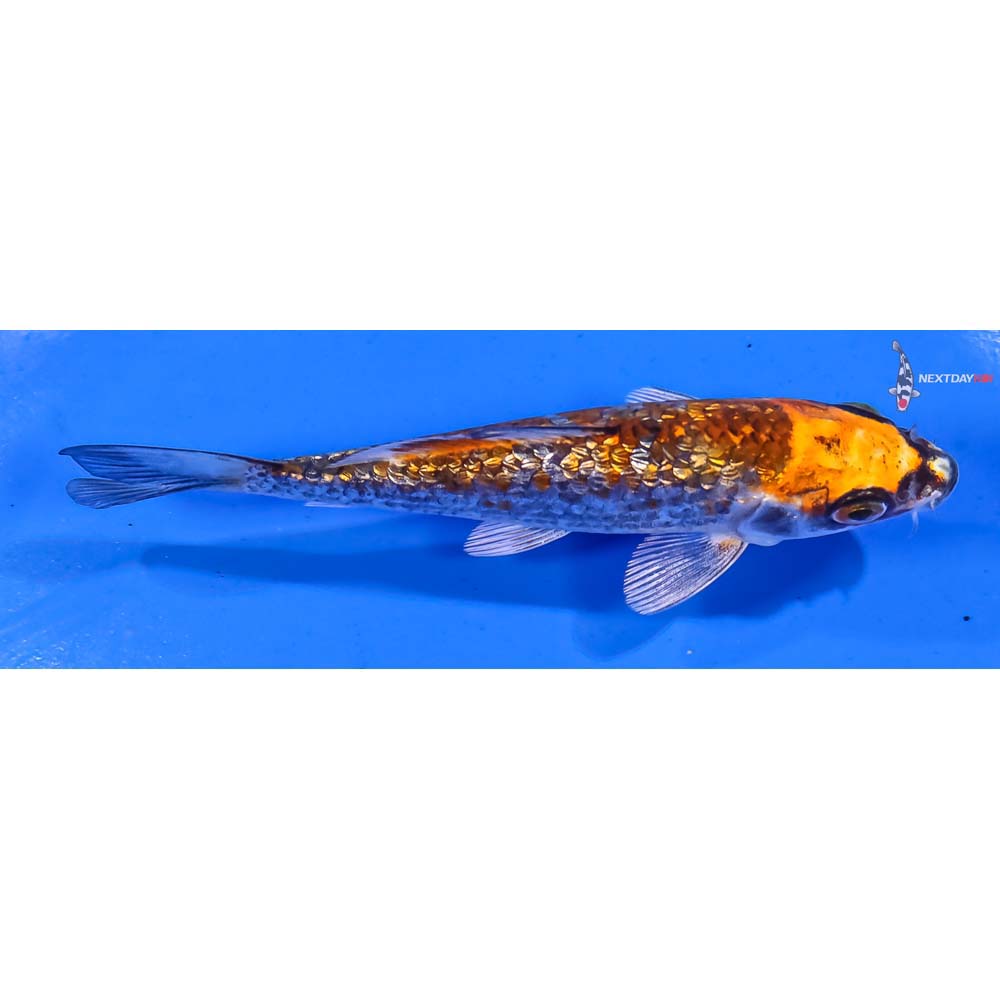 4.5” Imported Gin Rin Kujaku - Image 2