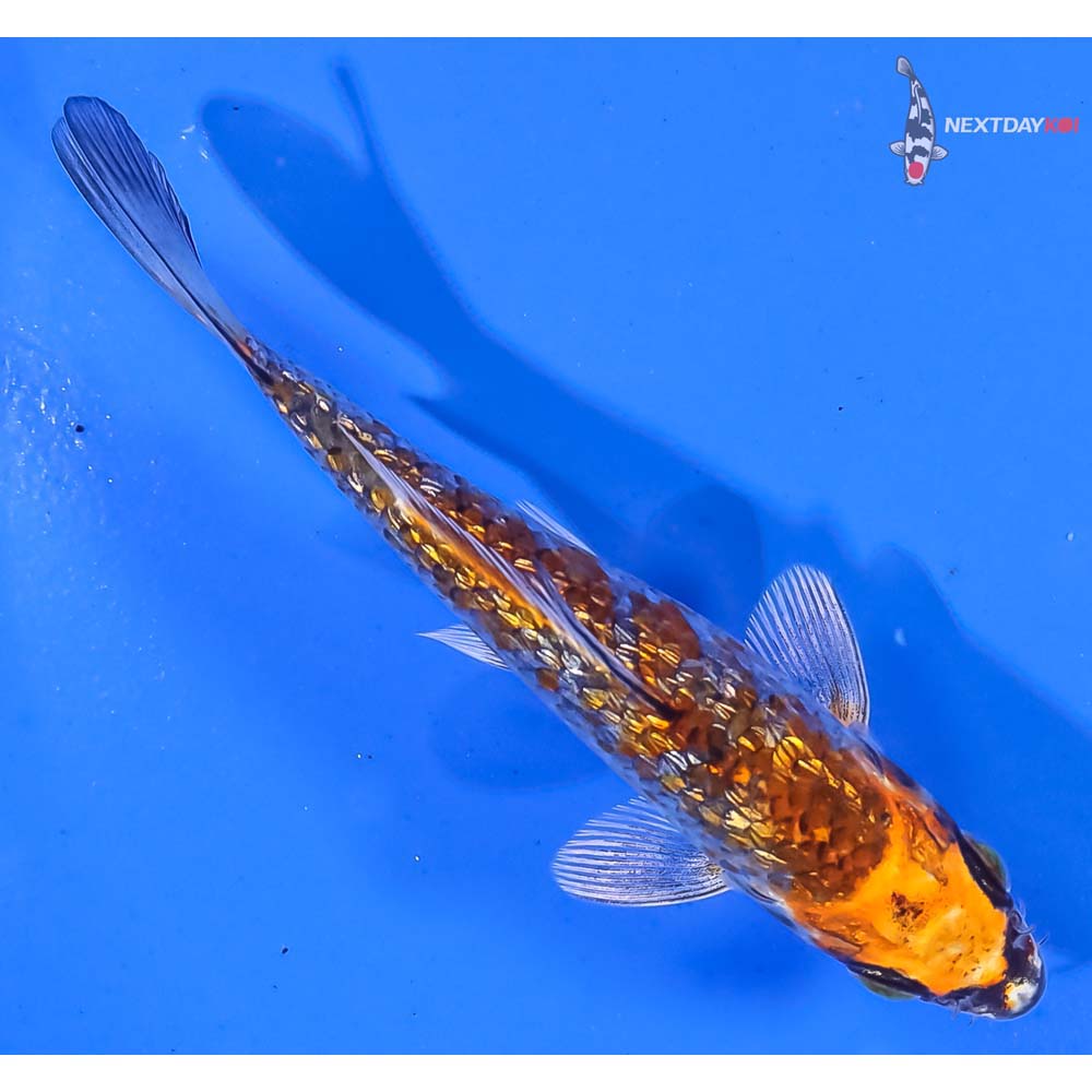 4.5” Imported Gin Rin Kujaku - Image 3