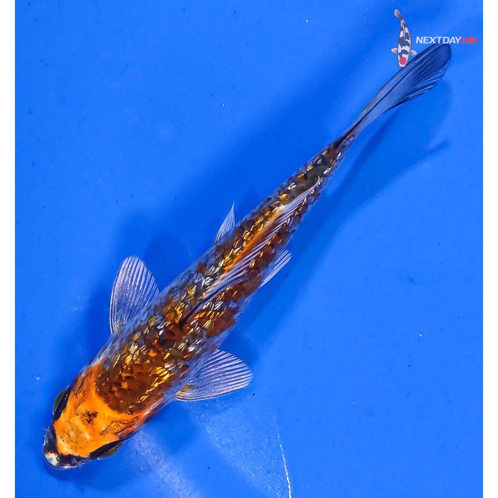 4.5” Imported Gin Rin Kujaku - Image 5