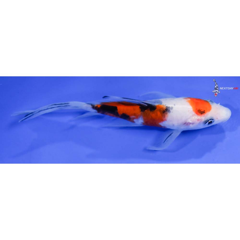 4.5” Imported Sanke Butterfly Koi - Image 2