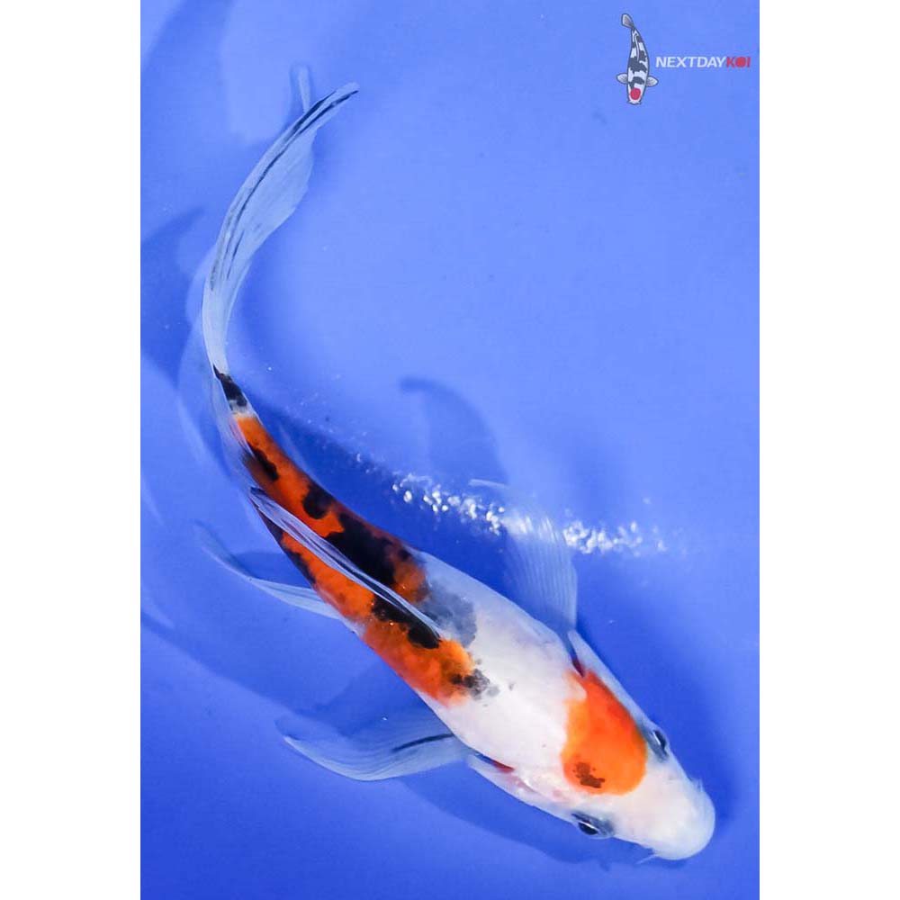 4.5” Imported Sanke Butterfly Koi - Image 3