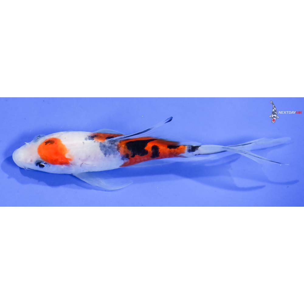 4.5” Imported Sanke Butterfly Koi - Image 4