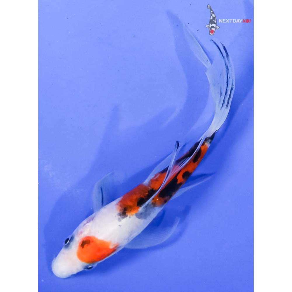 4.5” Imported Sanke Butterfly Koi - Image 5