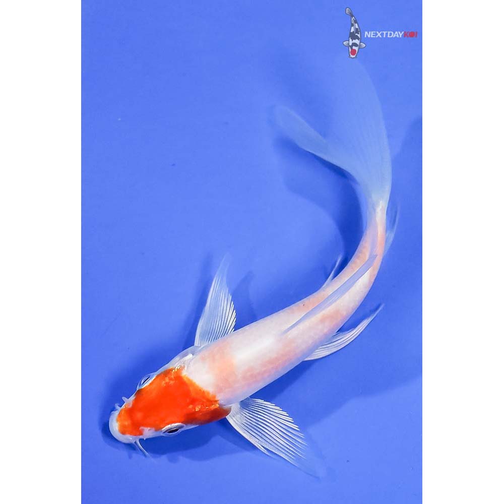 4.5” Imported Hariwake Butterfly Koi