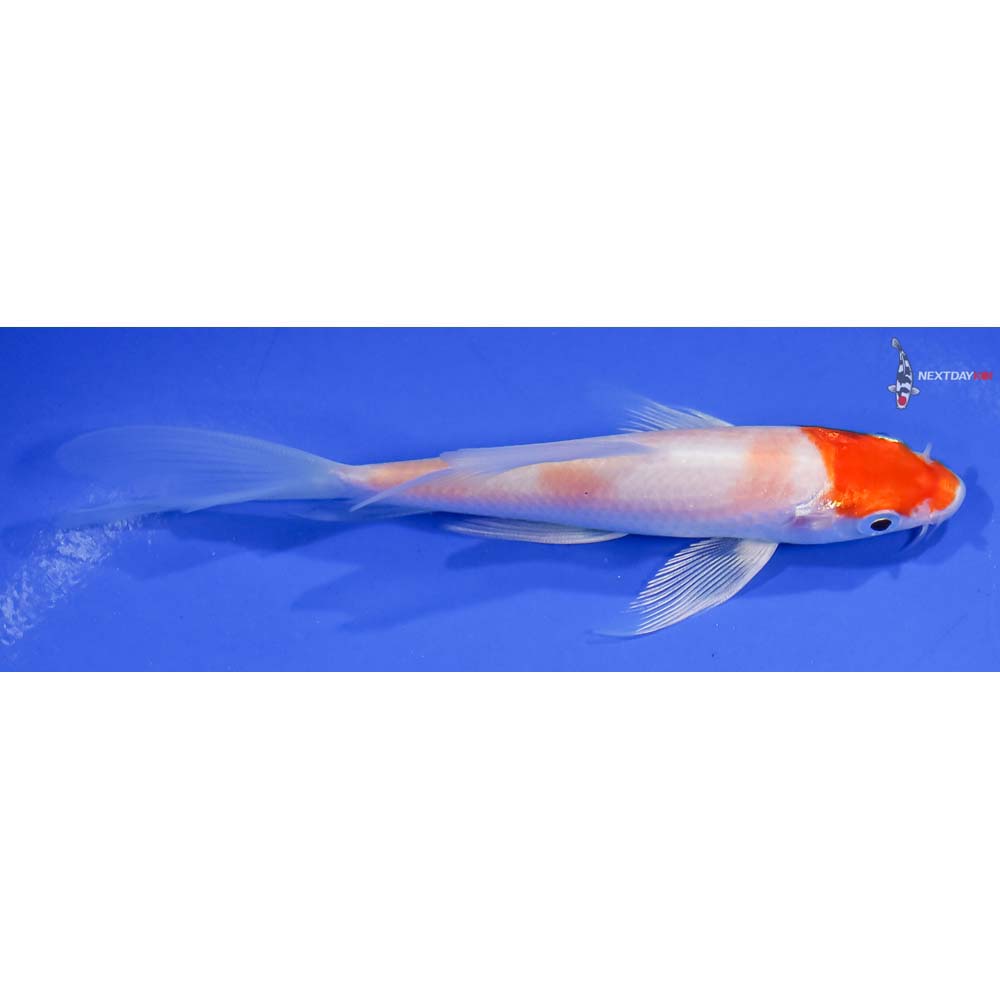 4.5” Imported Hariwake Butterfly Koi - Image 2