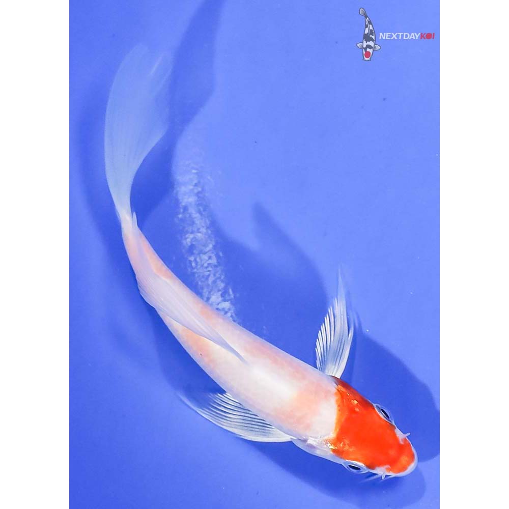 4.5” Imported Hariwake Butterfly Koi - Image 3