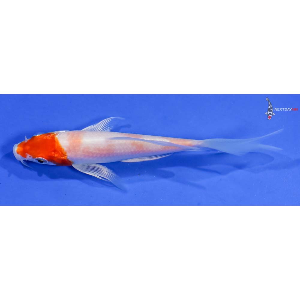 4.5” Imported Hariwake Butterfly Koi - Image 4