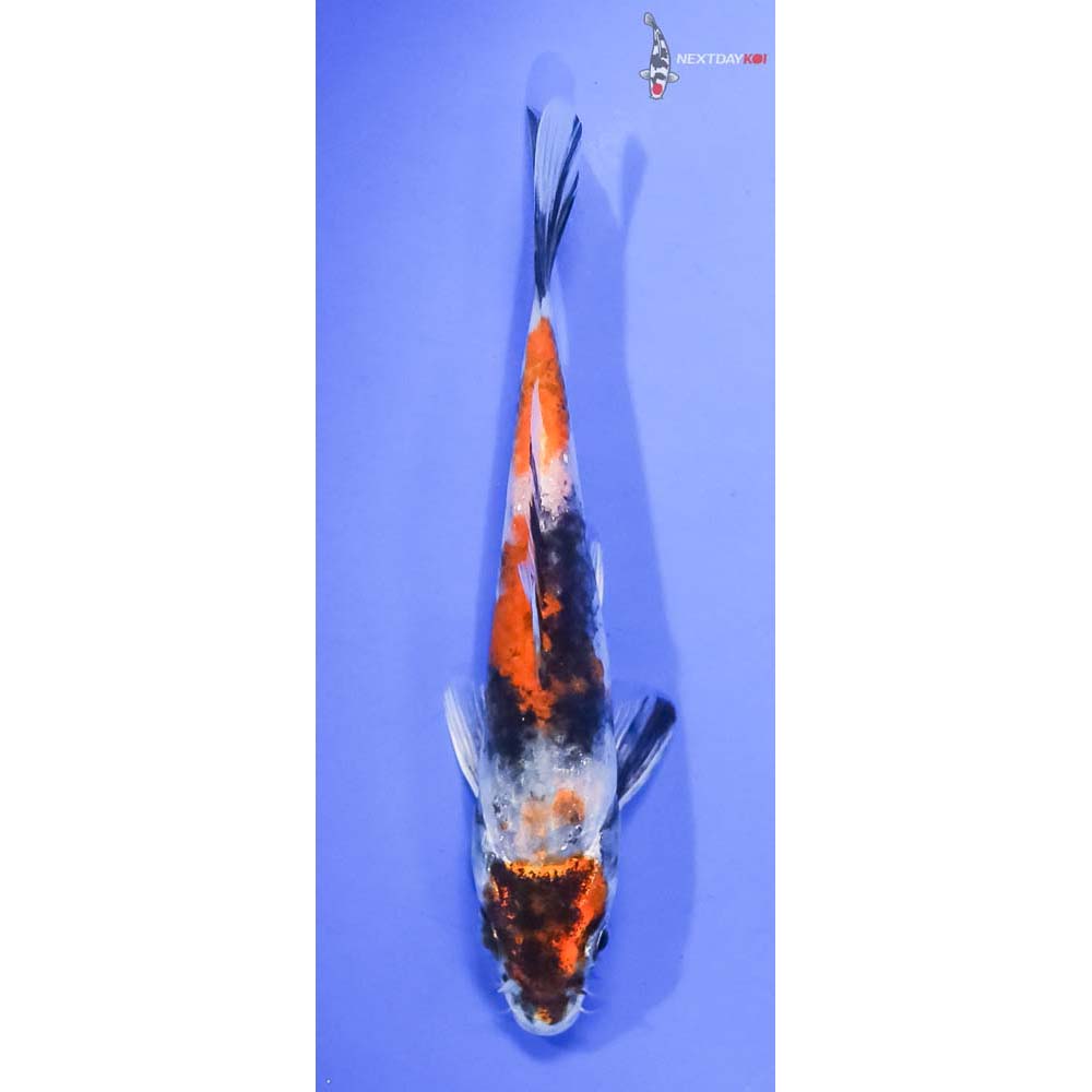 5” Imported Kin Hi Showa