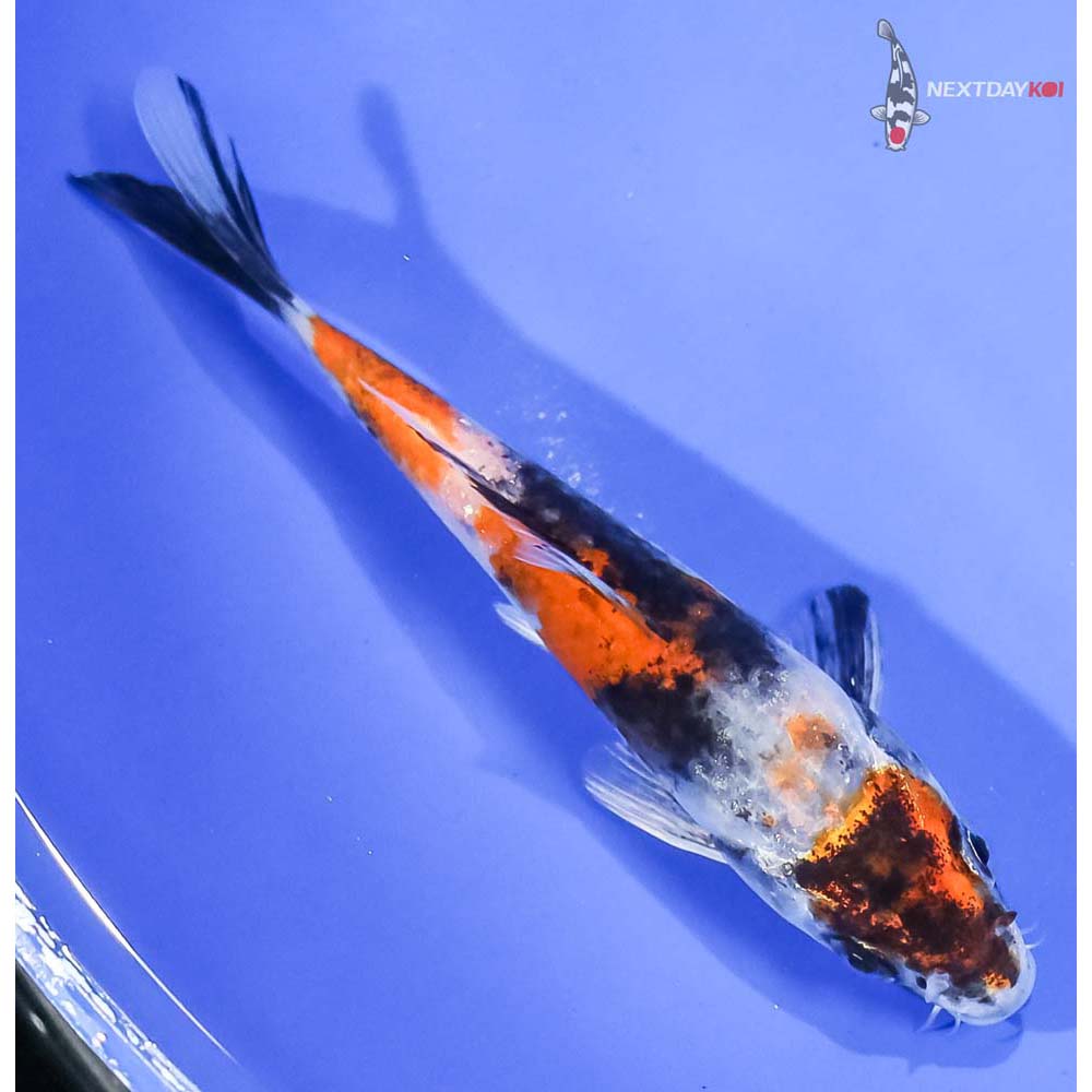 5” Imported Kin Hi Showa - Image 3