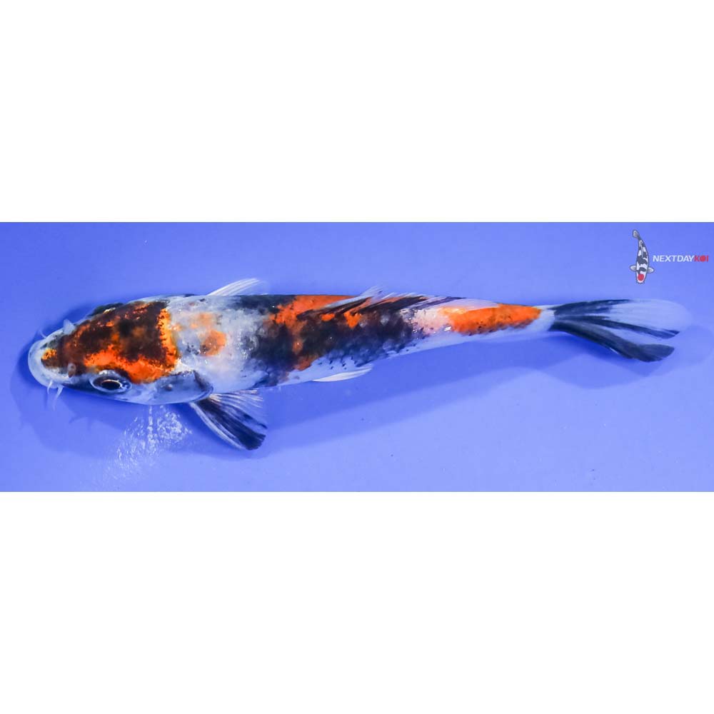 5” Imported Kin Hi Showa - Image 4