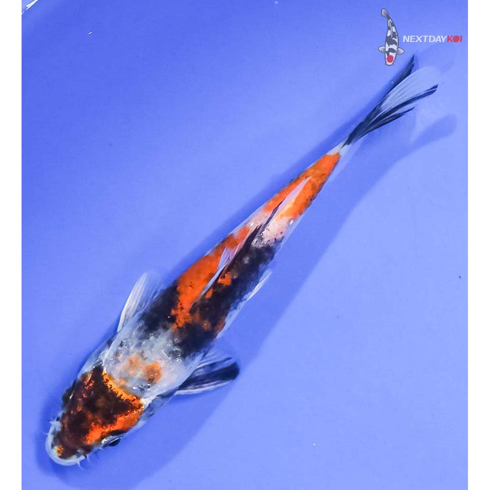 5” Imported Kin Hi Showa - Image 5