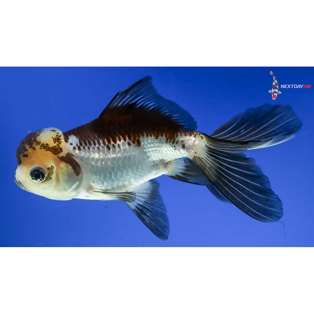 5” Imported Panda Oranda - Image 2