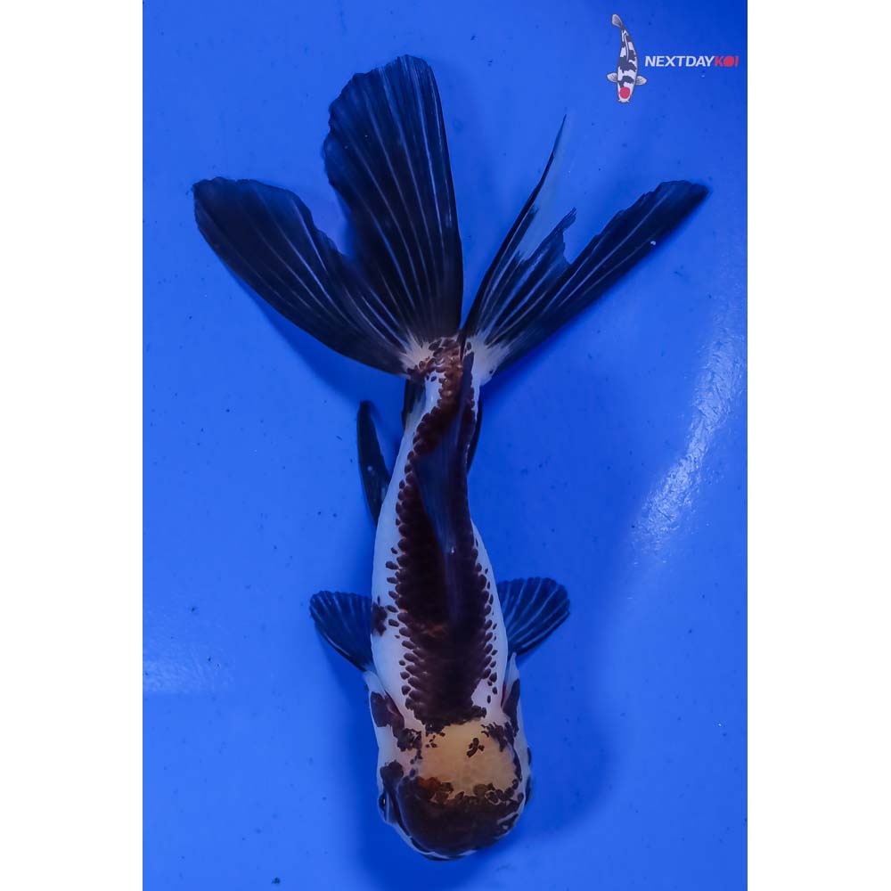 5” Imported Panda Oranda - Image 3
