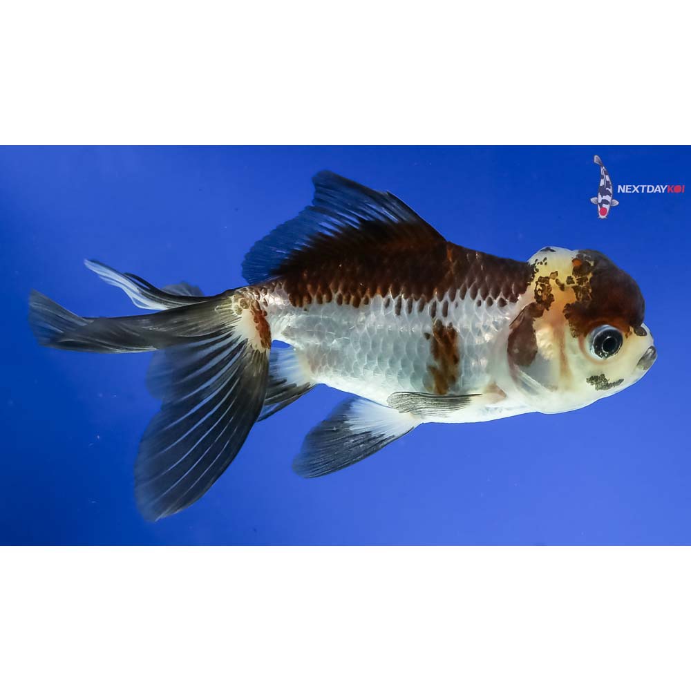 5” Imported Panda Oranda - Image 4